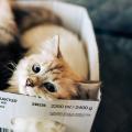 Moving to Github